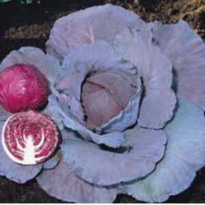 Red Rooki FÃ - France